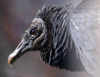 A black vulture in Hillsborough, NC, photographed by Julia Wall.